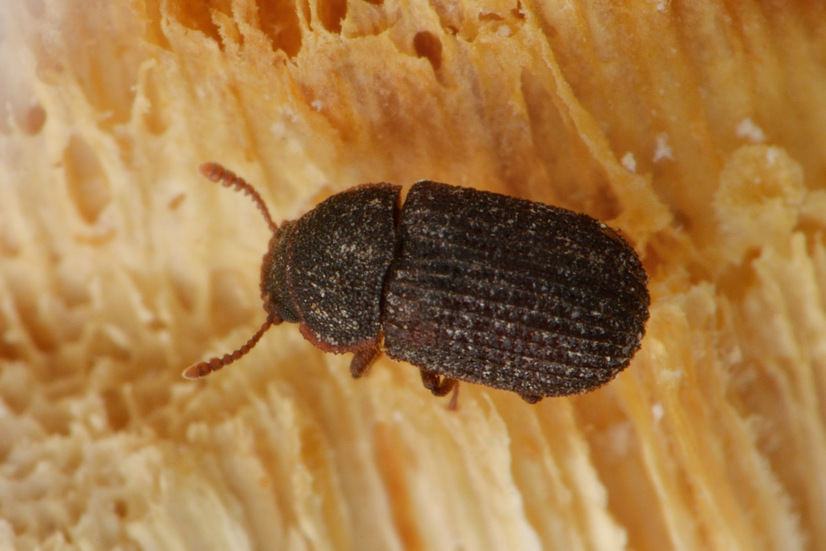 Tenebrionidae?  S !   Eledona agricola